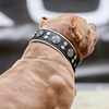 Picture of Bestia Hektor Dog Collar
